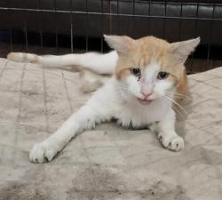 Shelter Stray Male Cat last seen Near BLOCK BAILEY AVE, 4710 TX-151, San Antonio, TX 78227, USA