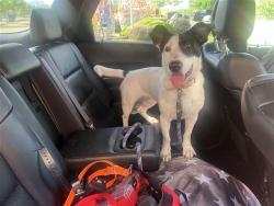 Shelter Stray Female Dog last seen Near BLOCK EMERALD VALLEY, 4710 TX-151, San Antonio, TX 78227, USA
