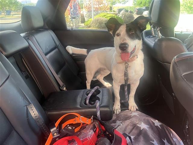 Shelter Stray Female Dog last seen Near BLOCK EMERALD VALLEY, 4710 TX-151, San Antonio, TX 78227, USA