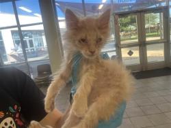 Shelter Stray Female Cat last seen SAN LUIS, 4710 TX-151, San Antonio, TX 78227, USA