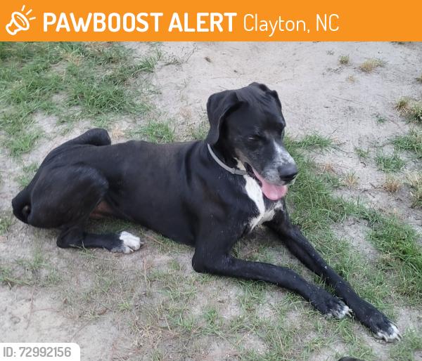 Found/Stray Male Dog last seen Just before the new Olive Acres subdivision , Clayton, NC 27520