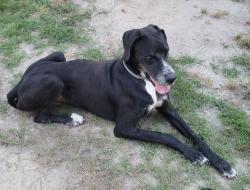 Found/Stray Male Dog last seen Just before the new Olive Acres subdivision , Clayton, NC 27520