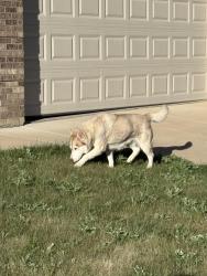 Found/Stray Female Dog last seen Larkspur and Clover Basin, Longmont, CO 80503
