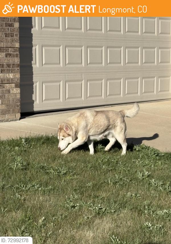 Found/Stray Female Dog last seen Larkspur and Clover Basin, Longmont, CO 80503