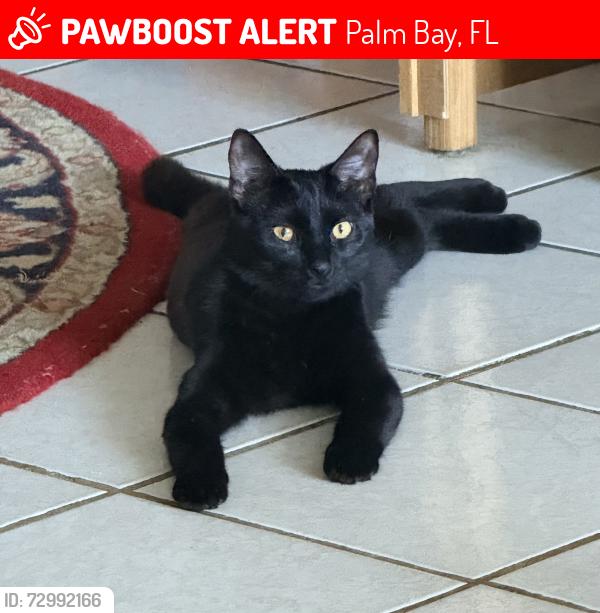 Lost Female Cat last seen Port Malabar Elementary school Neighborhood , Palm Bay, FL 32907