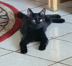 Lost Female Cat last seen Port Malabar Elementary school Neighborhood , Palm Bay, FL 32907