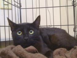 Shelter Stray Female Cat last seen MOORHOUSE CT/JENNESSE WAY,95842, 3839 Bradshaw Rd, Sacramento, CA 95827, USA