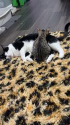 Lost Male Cat last seen Eagles Ridge Rd By Dunkin/ Aldi on 90, Pace, FL 32571