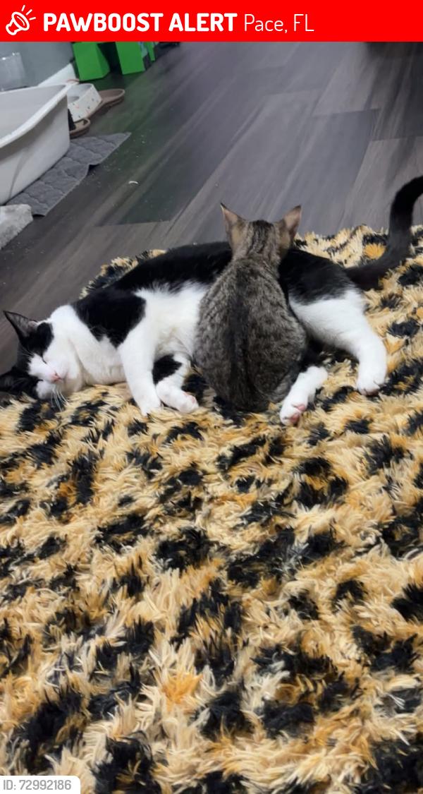Lost Male Cat last seen Eagles Ridge Rd By Dunkin/ Aldi on 90, Pace, FL 32571
