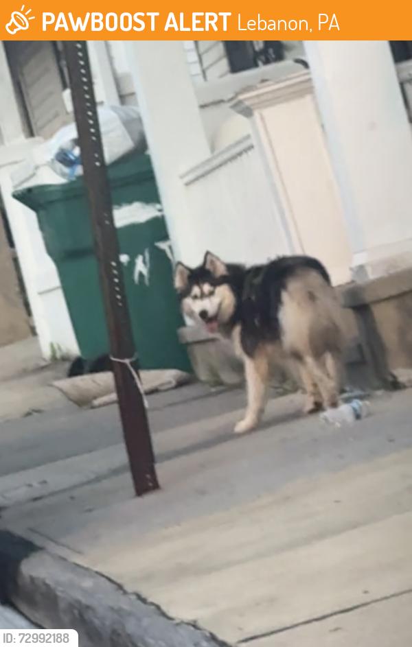 Found/Stray Unknown Dog last seen Near Locust Street, Lebanon, PA 17042