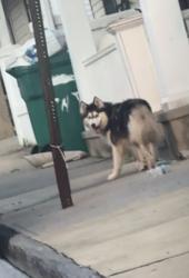 Found/Stray Unknown Dog last seen Near Locust Street, Lebanon, PA 17042