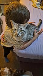 Lost Female Cat last seen Conagra Foods, Troy, OH 45373