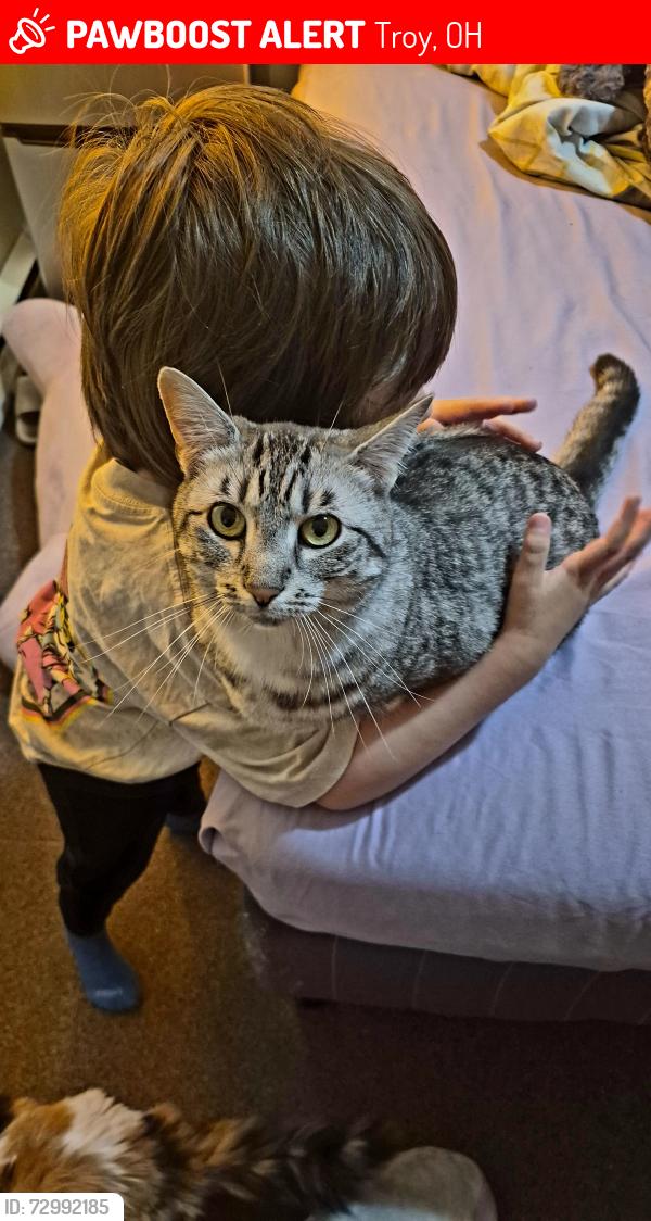 Lost Female Cat last seen Conagra Foods, Troy, OH 45373