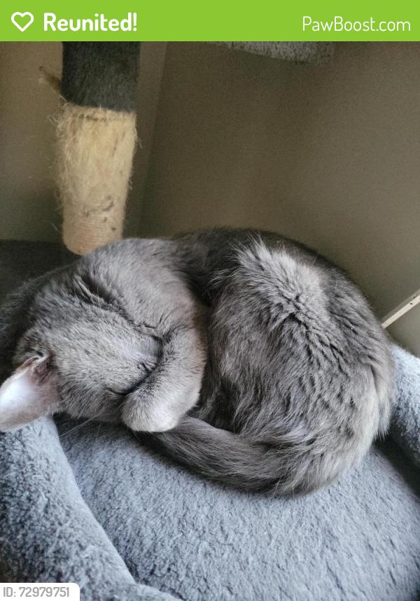Reunited Female Cat last seen Swilly and Cason , Murfreesboro, TN 37128