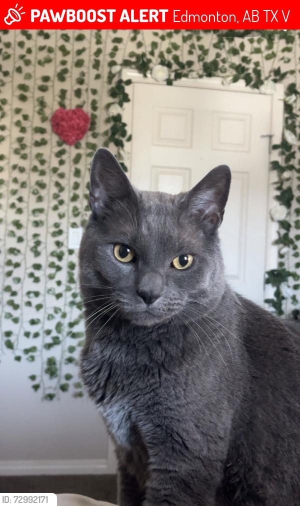 Lost Male Cat last seen By Ellerslie  , Edmonton, AB T6X 1V4