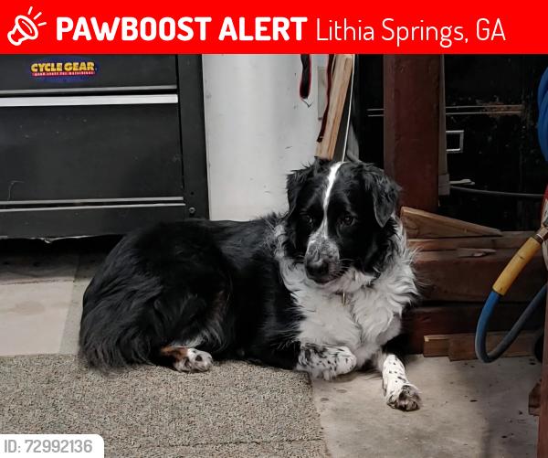Lost Female Dog last seen Old Douglasville Rd/ Lake Greystone Road, Lithia Springs, GA 30122