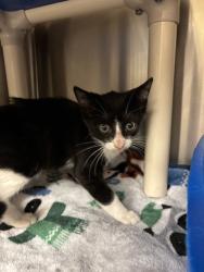 Shelter Stray Male Cat last seen , 232 Eslinger Way, Sanford, FL 32773, USA