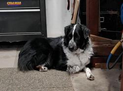 Reunited Female Dog last seen Old Douglasville Rd/ Lake Greystone Road, Lithia Springs, GA 30122