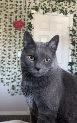 Lost Male Cat last seen By Ellerslie  , Edmonton, AB T6X 1V4