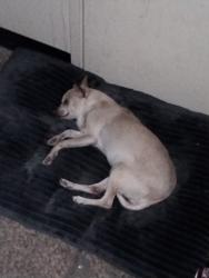 Lost Female Dog last seen Colfax, Denver, CO 80204