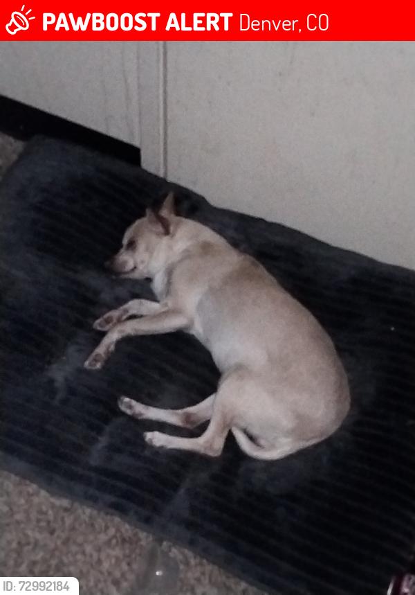Lost Female Dog last seen Colfax, Denver, CO 80204