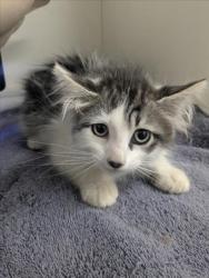 Shelter Stray Female Cat last seen DUMPED AT SHELTER, 16 Barnes Ct, Hayward, CA 94544, USA