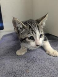 Shelter Stray Male Cat last seen DUMPED AT SHELTER, 16 Barnes Ct, Hayward, CA 94544, USA