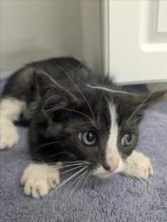 Shelter Stray Female Cat last seen DUMPED AT SHELTER, 16 Barnes Ct, Hayward, CA 94544, USA