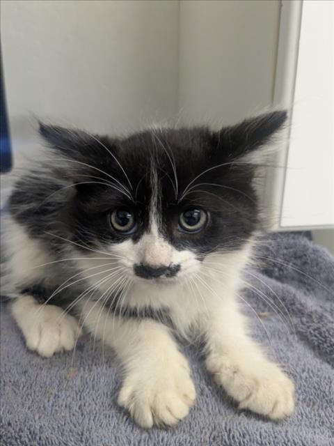 Shelter Stray Male Cat last seen DUMPED AT SHELTER, 16 Barnes Ct, Hayward, CA 94544, USA