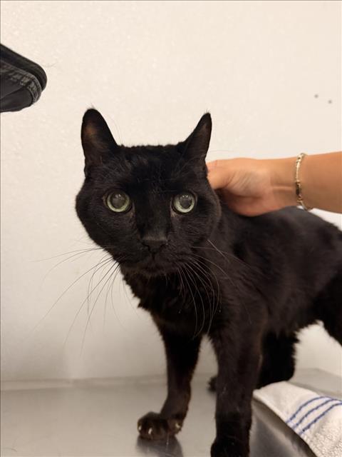 Shelter Stray Male Cat last seen LUND AVE, 16 Barnes Ct, Hayward, CA 94544, USA