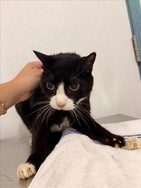 Shelter Stray Male Cat last seen LUND AVE, 16 Barnes Ct, Hayward, CA 94544, USA