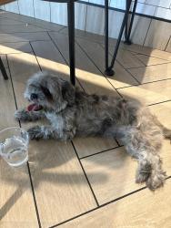 Found/Stray Female Dog last seen 4th street south , St. Petersburg, FL 33701