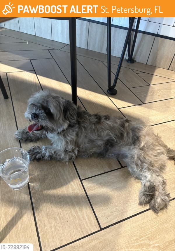 Found/Stray Female Dog last seen 4th street south , St. Petersburg, FL 33701