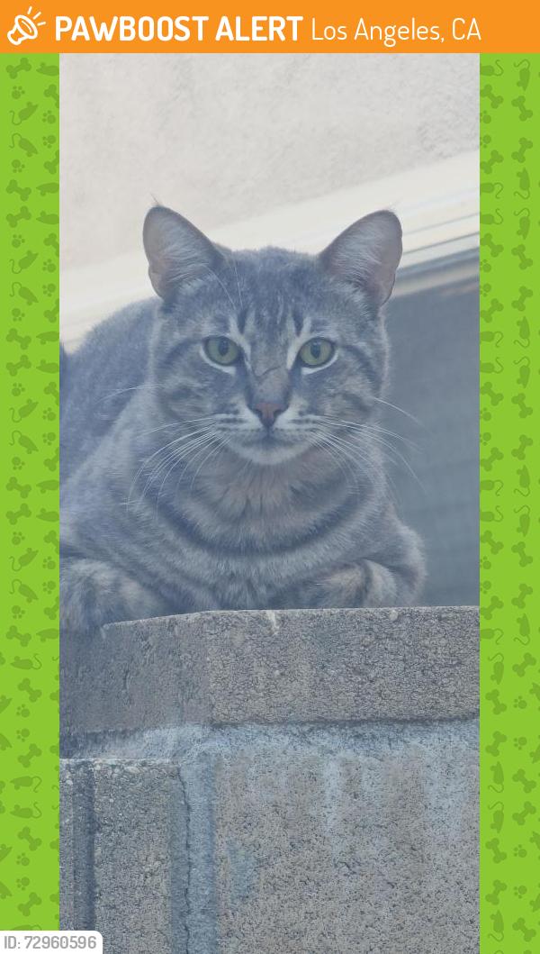 Found/Stray Unknown Cat last seen Plummer/ Farralone/ Ballinger, Los Angeles, CA 91311