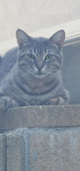 Found/Stray Unknown Cat last seen Plummer/ Farralone/ Ballinger , Los Angeles, CA 91311