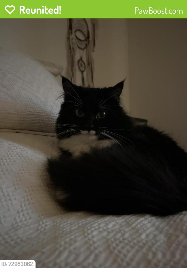 Reunited Male Cat last seen Around the hickory woods neighborhood near lavergne/ antioch, La Vergne, TN 37086