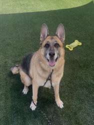 Shelter Stray Male Dog last seen , 957 N Gaffey St, San Pedro, CA 90731, USA