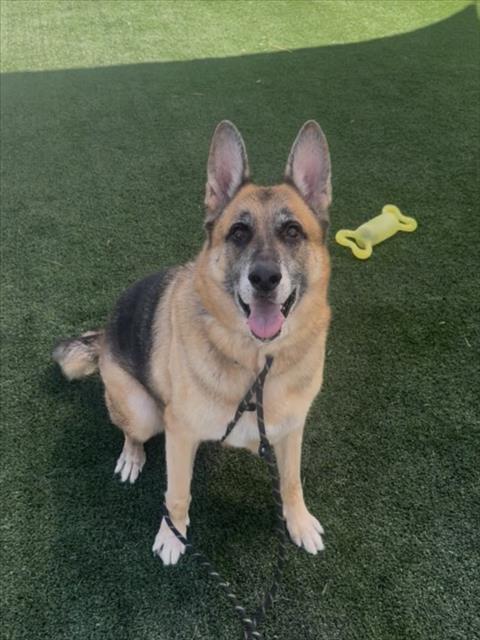 Shelter Stray Male Dog last seen , 957 N Gaffey St, San Pedro, CA 90731, USA