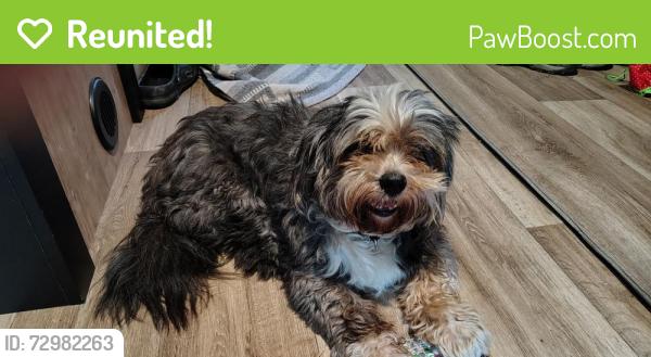 Reunited Male Dog last seen Whitted near Trailside Brewing, Hendersonville, NC 28739