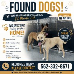Found/Stray Female Dog last seen Ramona and valley blvd, El Monte, CA 91731