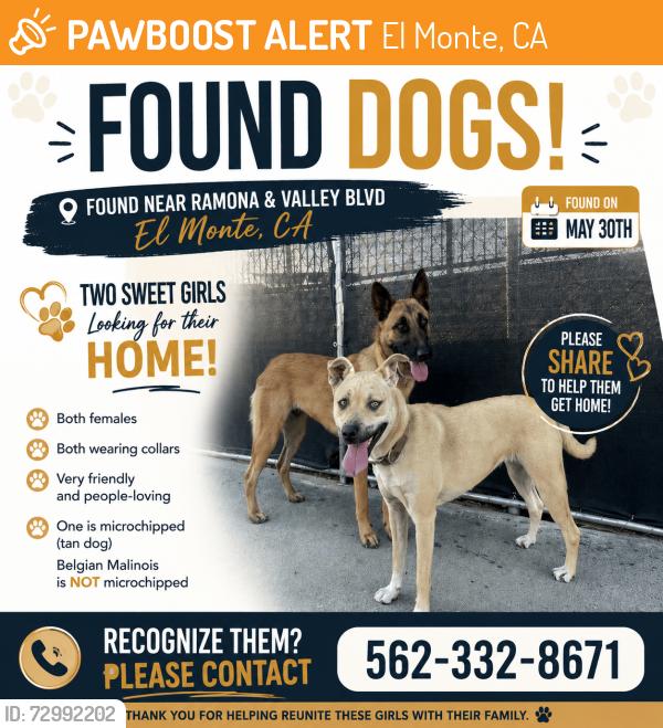 Found/Stray Female Dog last seen Ramona and valley blvd, El Monte, CA 91731