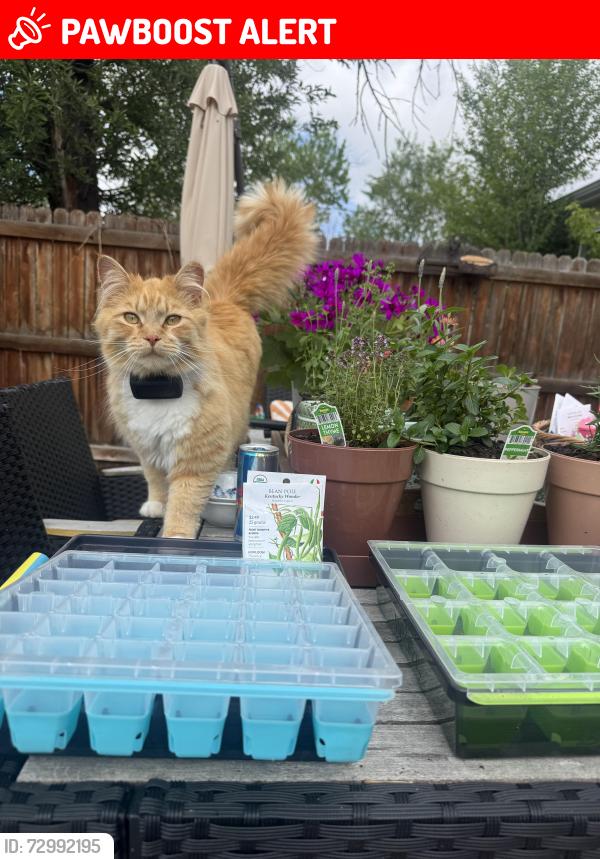 Lost Male Cat last seen Waldean St & Bennett Ave, Colorado Springs, CO 80909