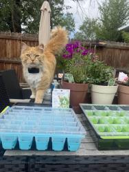 Lost Male Cat last seen Waldean St & Bennett Ave, Colorado Springs, CO 80909