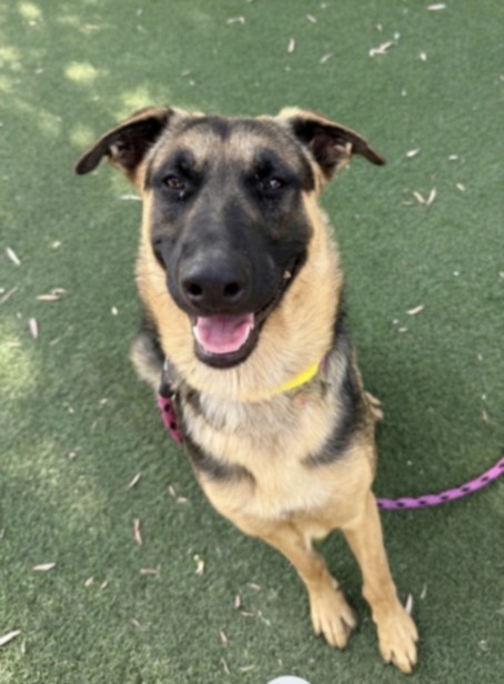 Shelter Stray Male Dog last seen , 957 N Gaffey St, San Pedro, CA 90731, USA