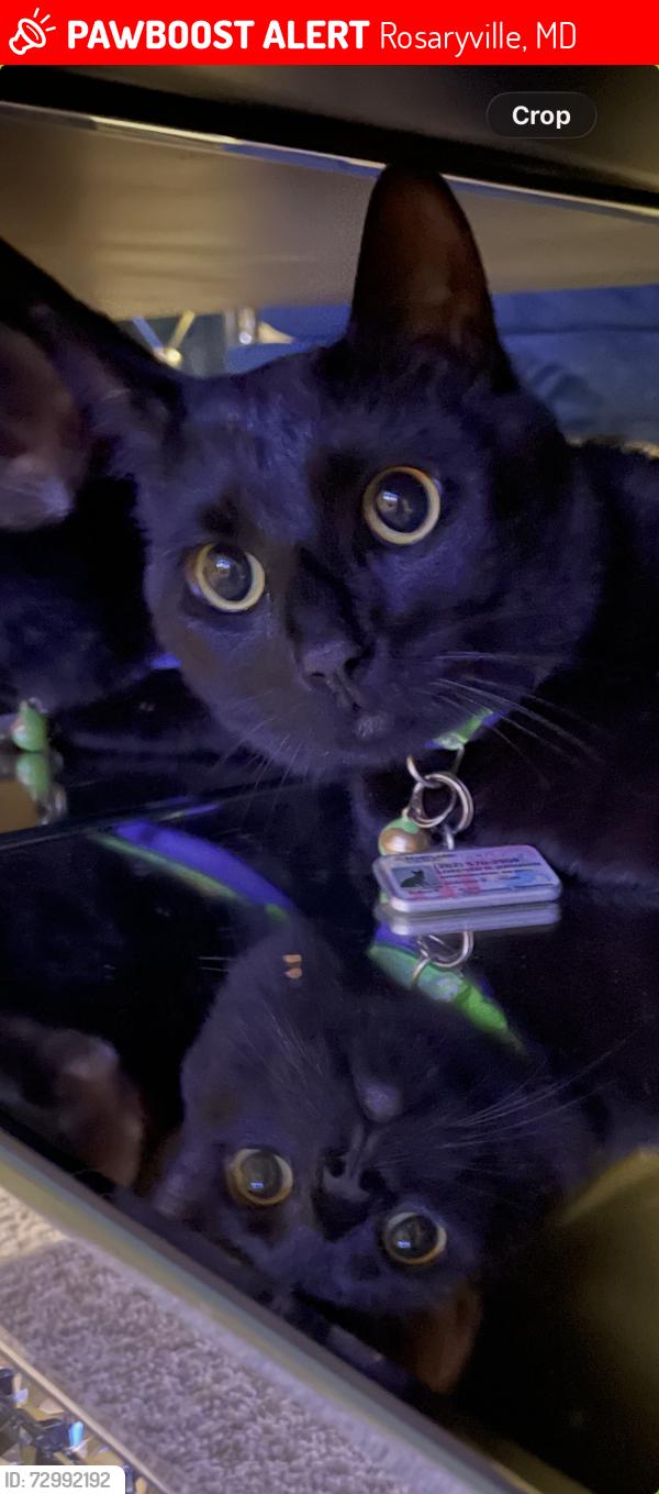 Lost Male Cat last seen Dressage Dr, Rosaryville, MD 20772