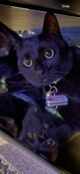 Lost Male Cat last seen Dressage Dr, Rosaryville, MD 20772