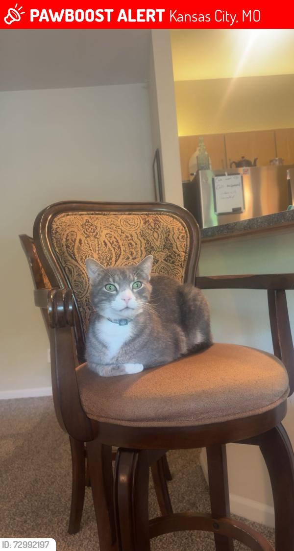 Lost Male Cat last seen N. Prospect Ave, Barrewood apmt Complex, Quiktrip, Dutch bros. Lots of dense forest nearby , Kansas City, MO 64156
