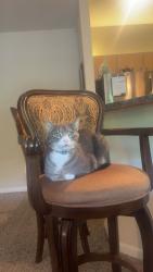 Lost Male Cat last seen N. Prospect Ave, Barrewood apmt Complex, Quiktrip, Dutch bros. Lots of dense forest nearby , Kansas City, MO 64156