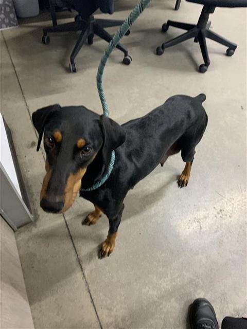 Shelter Stray Female Dog last seen Near BLOCK S MAPLE AVE, FRESNO CA 93702 3713, 5277 E Airways Blvd, Fresno, CA 93727, USA