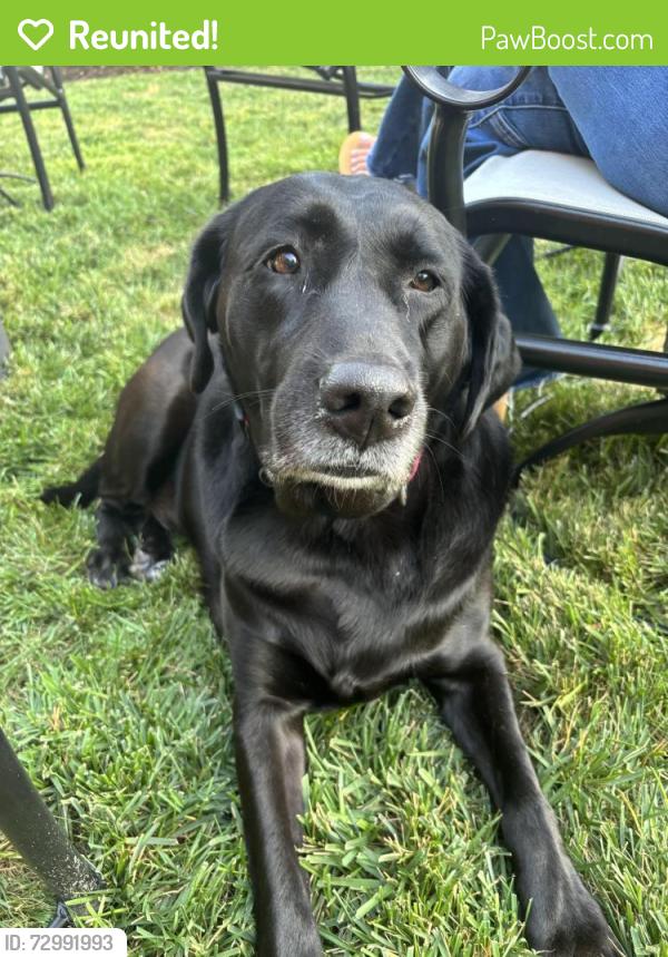 Reunited Female Dog last seen Cary Street, Grove Avenue, Richmond, VA 23226